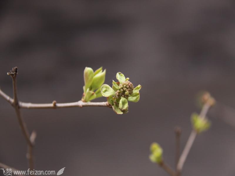 年轻的丁香花