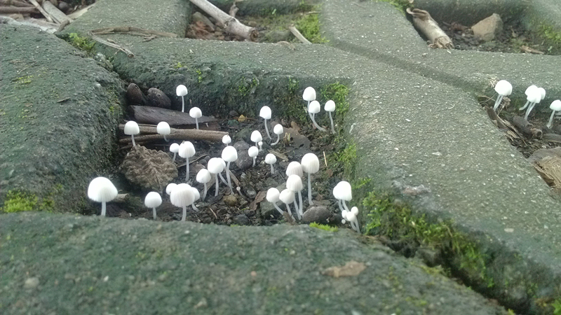 路上发现的小蘑菇